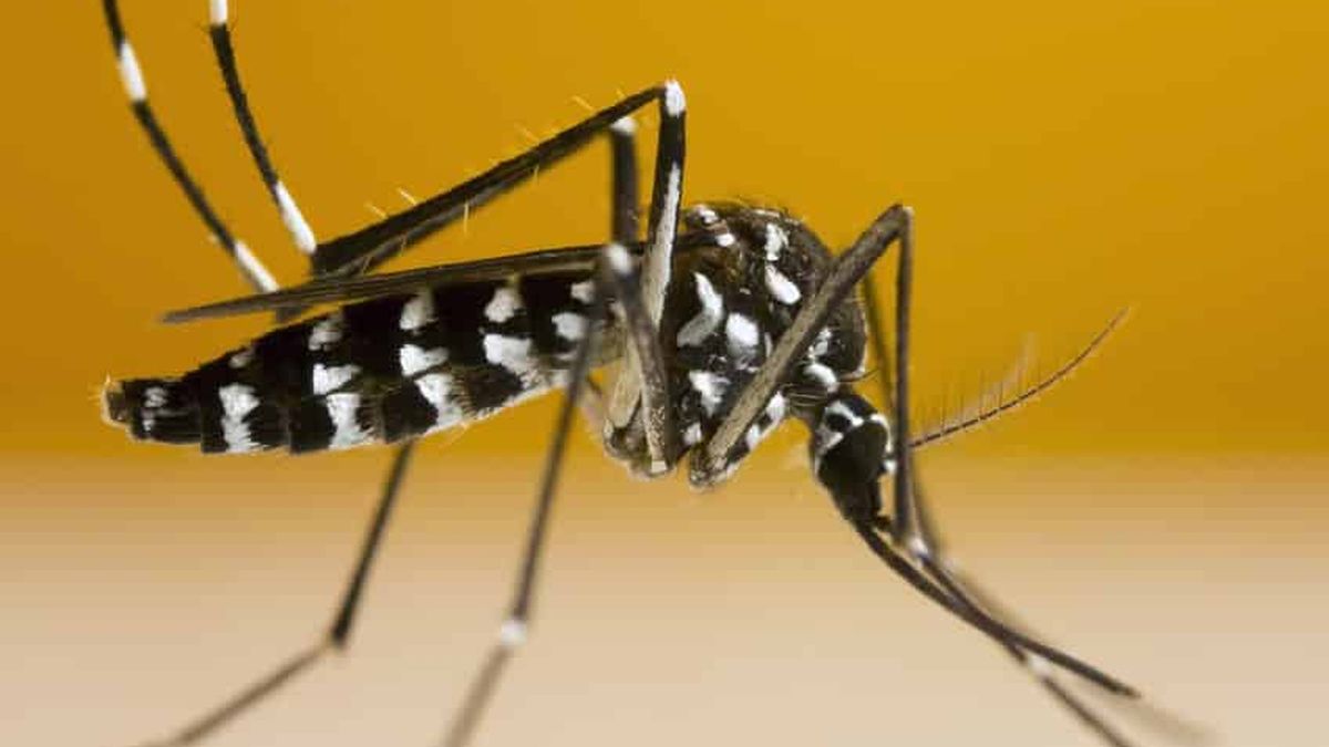 Quelles différences entre le moustique et le moustiques tigres ?