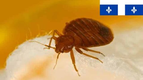 ¿Cómo deshacerse de las chinches y sus picaduras cuando estás en Quebec, Canadá?