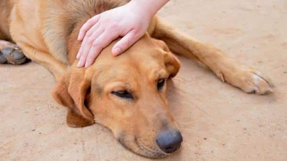 Dog diarrhea: main causes and solutions