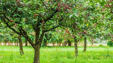 Why have a cherry tree in your garden? Cherries are delicious fruits