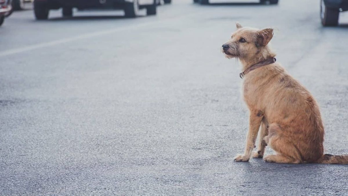 Consejos para encontrar a tu perro perdido: no vuelvas a perder a tu mascota