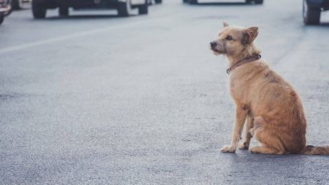 Tips for finding your lost dog: don't lose your pet again