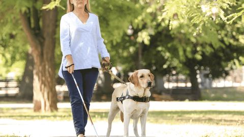 Centrarse en perros guía para ciegos