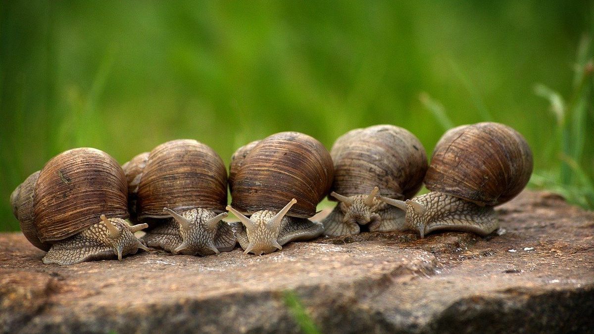 Découvrez les bienfaits de la mucine d’escargot