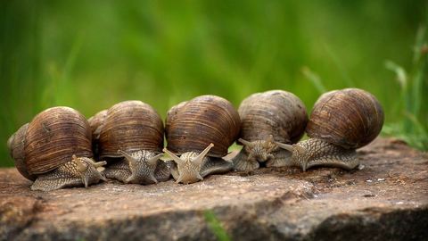 Découvrez les bienfaits de la mucine d’escargot