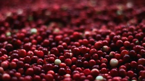 Quel jus de Cranberry choisir ?
