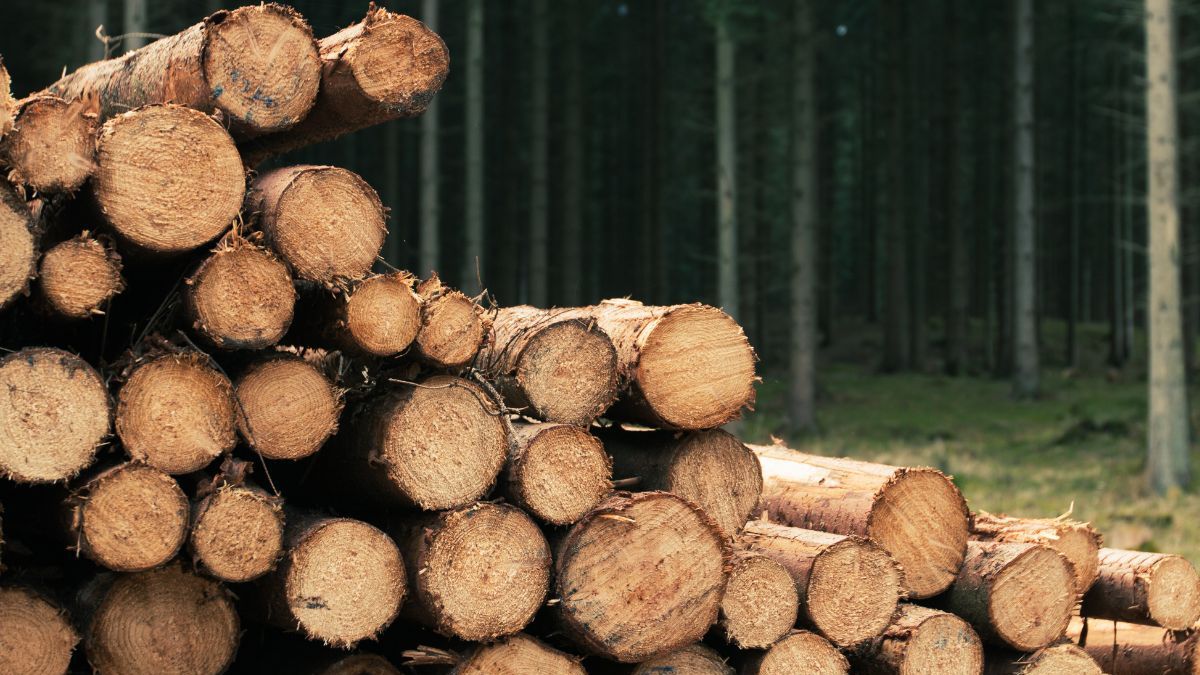 Entender el metro cuadrado de madera antes de comprar: volumen, tamaño y precio