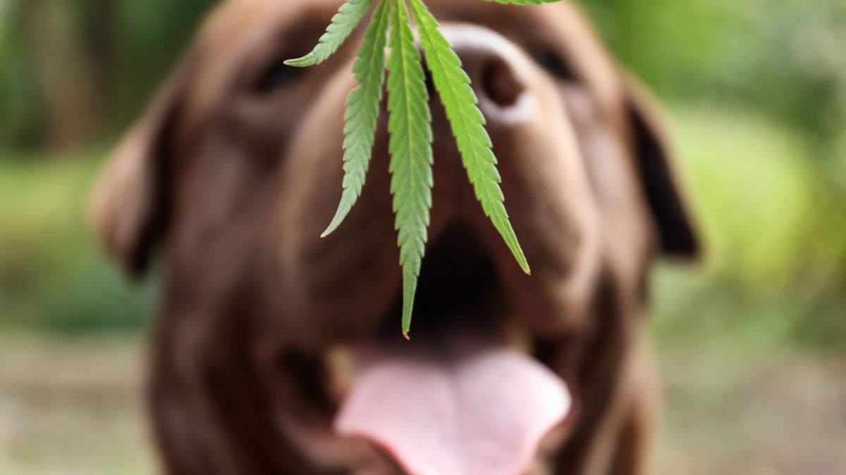Arthrose chez le chien : comment soulager votre animal ?