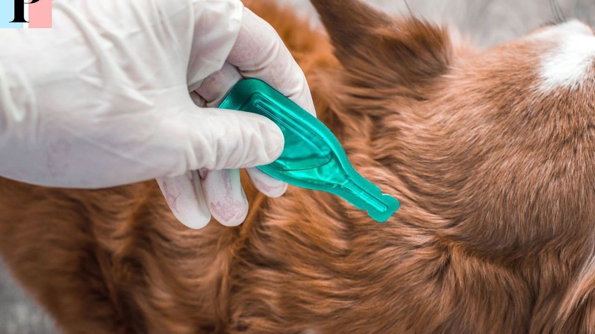 Flea treatments for dogs: frequency, effectiveness and practical advice