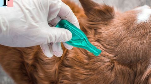 Flea treatments for dogs: frequency, effectiveness and practical advice