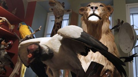 Seis meses de prisión para un hombre que vendía por internet animales salvajes disecados como leones, jirafas y antílopes.