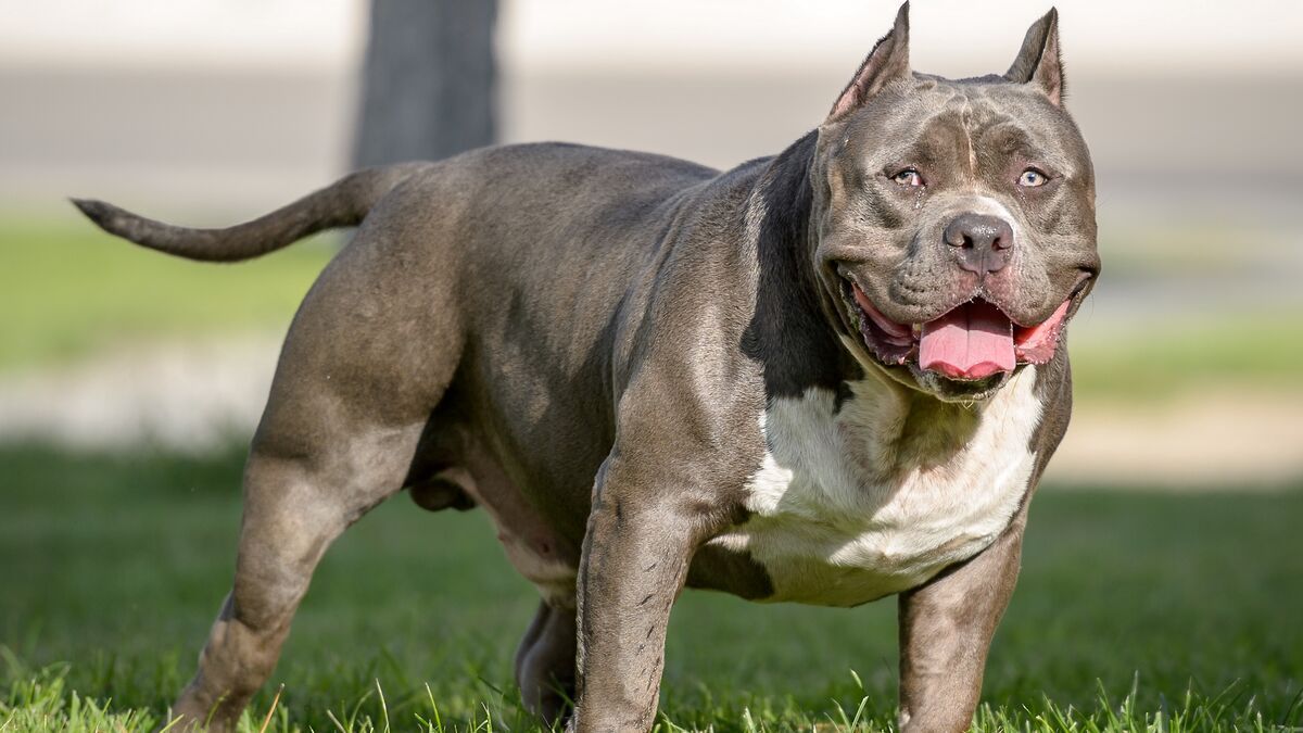Interdiction des chiens American Bully XL au Royaume-Uni suite à des attaques mortelles