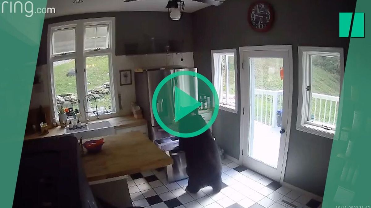 Un ours pénètre dans une habitation américaine pour dérober des lasagnes congelées