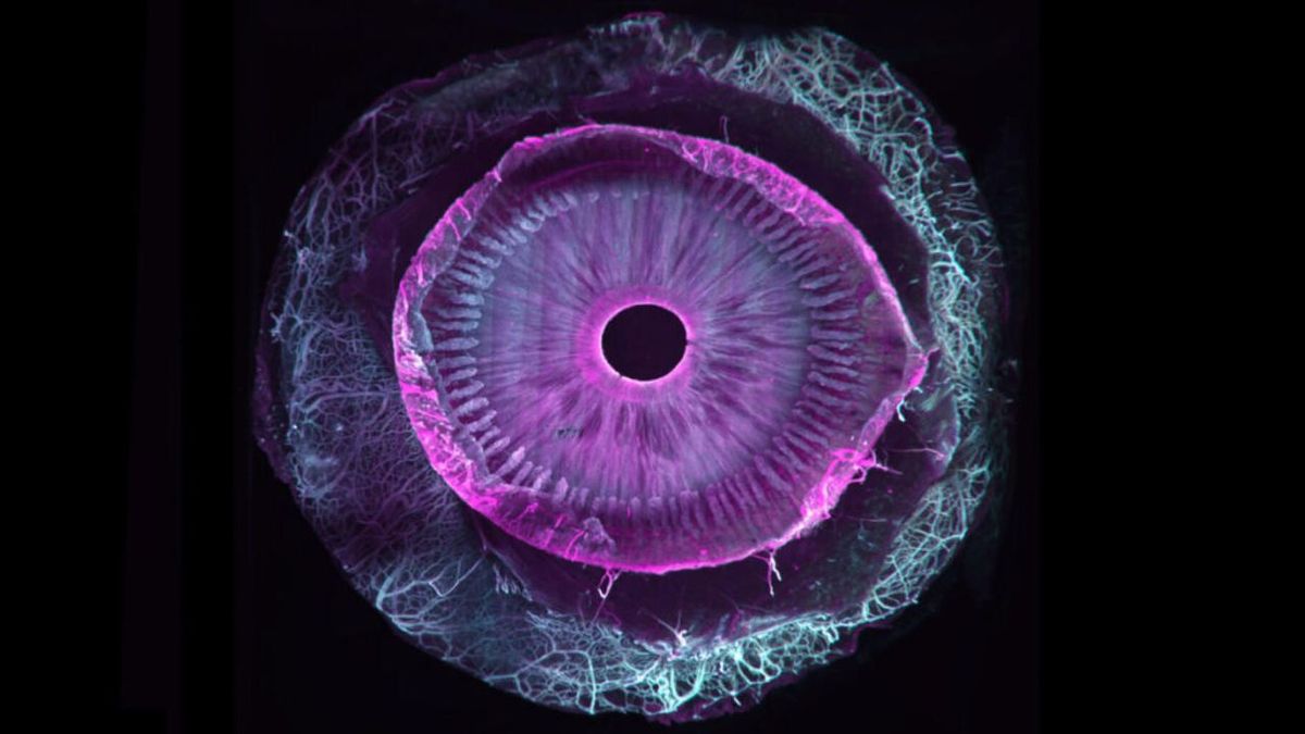 Un gran avance científico: el ojo humano se vuelve completamente transparente