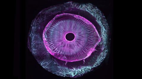 Une avancée scientifique majeure : l'œil humain devient totalement transparent