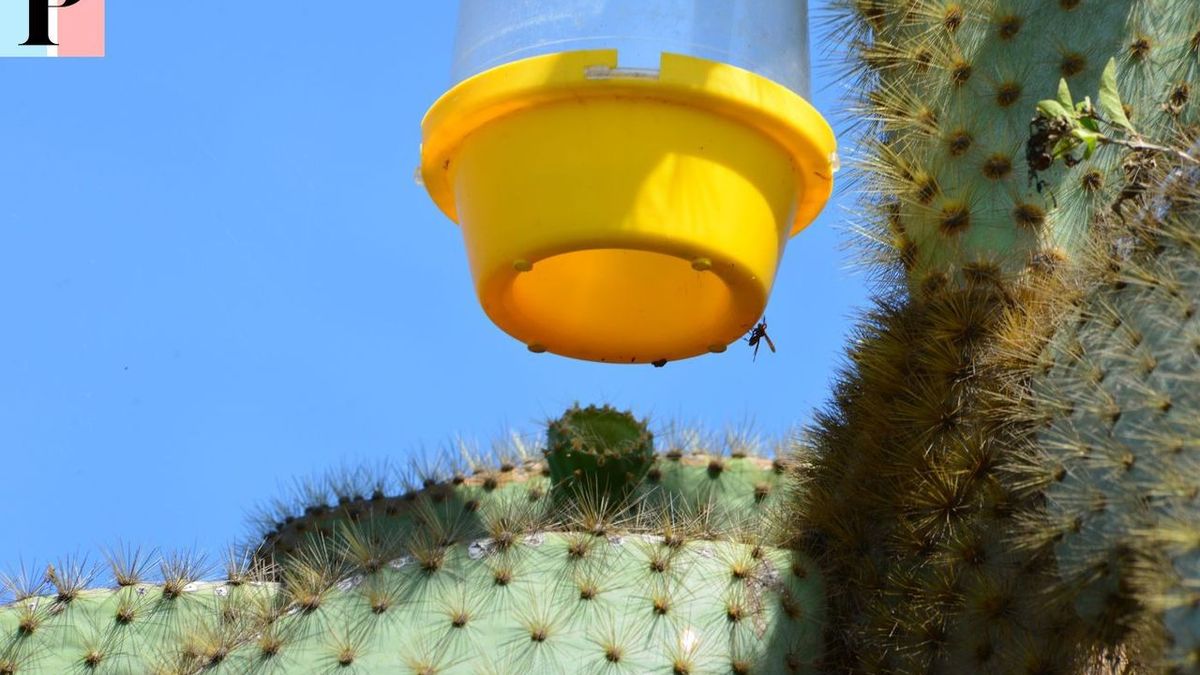 How to make an effective and inexpensive wasp trap for summer 2024?
