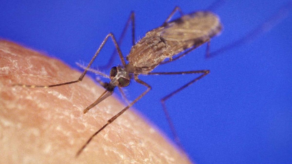 Mosquitoes and the diseases they spread must be recognized as a real health threat