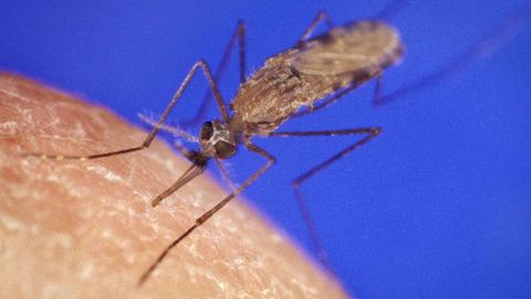 Los mosquitos y las enfermedades que transmiten deben reconocerse como una amenaza real para la salud.