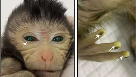 Un laboratoire chinois donne naissance à un singe chimérique