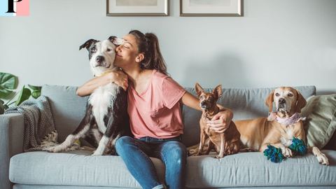 Insurance for Dogs, Cats and NAC: The Complete Guide to Choosing the Best