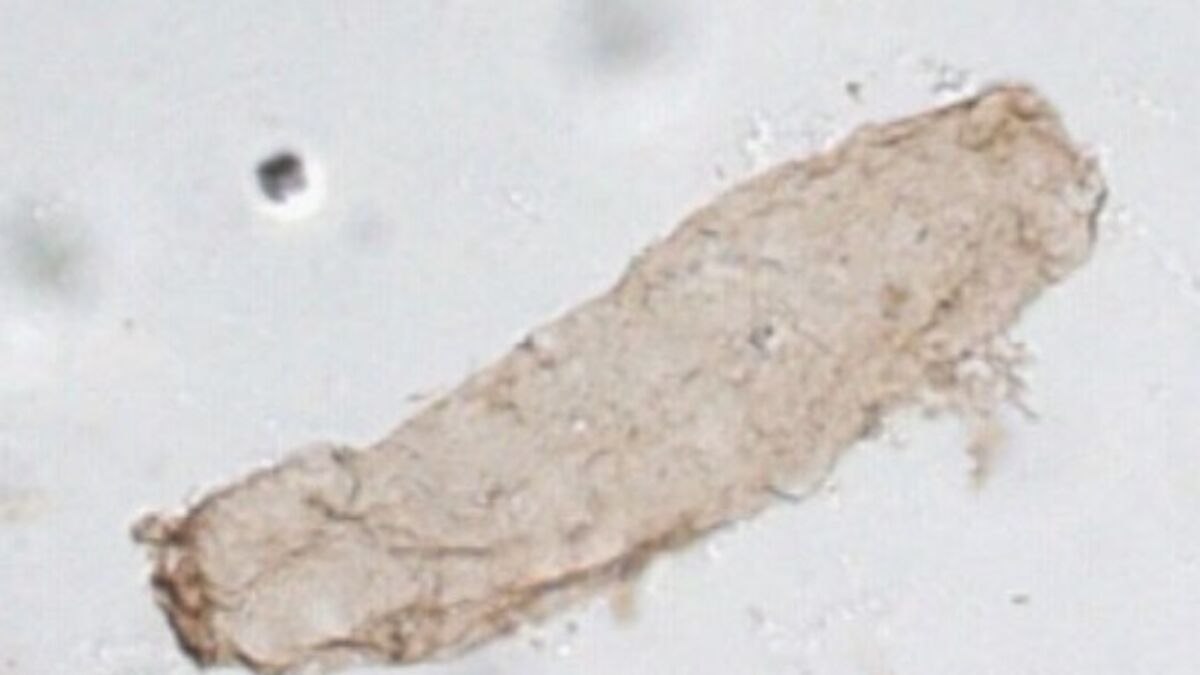 Fósil de 1.750 millones de años descubierto en Australia: nuevos conocimientos sobre el origen del oxígeno terrestre