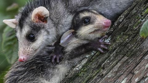 La intensa vida erótica de este marsupial que termina como una película de terror