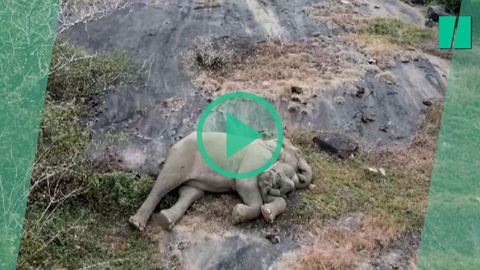 El conmovedor reencuentro de una elefante con su cría perdida en una reserva natural
