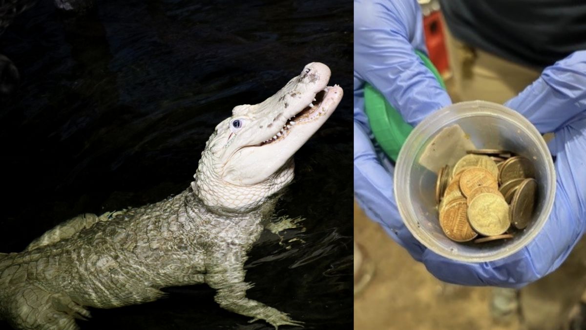 Un alligator aux États-Unis subit une opération suite à la trouvaille de 70 pièces dans son ventre