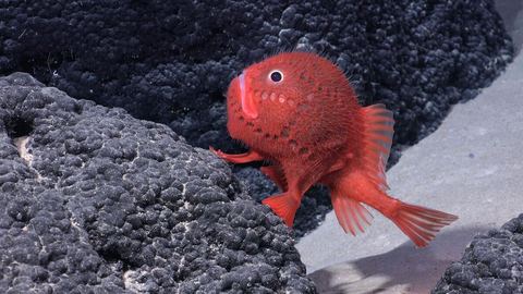 VIDEO. Impresionante descubrimiento de nuevas especies cerca de la costa chilena