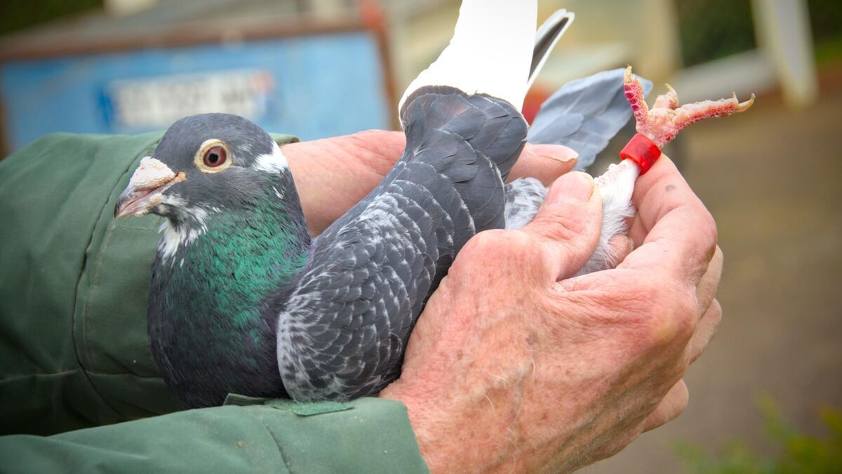 Après quatre ans d'absence, le pigeon voyageur retourne finalement chez son éleveur du Calvados.