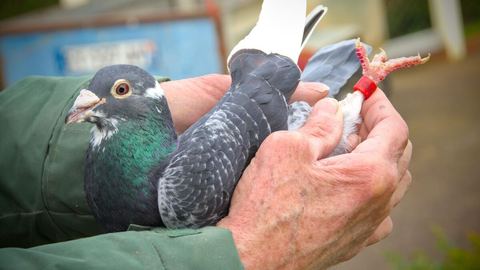 Après quatre ans d'absence, le pigeon voyageur retourne finalement chez son éleveur du Calvados.