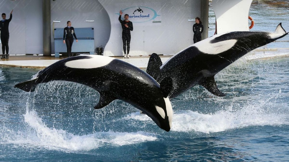 Décès d'Inouk, une orque à Marineland, cinq mois après la perte de Moana en octobre 2023