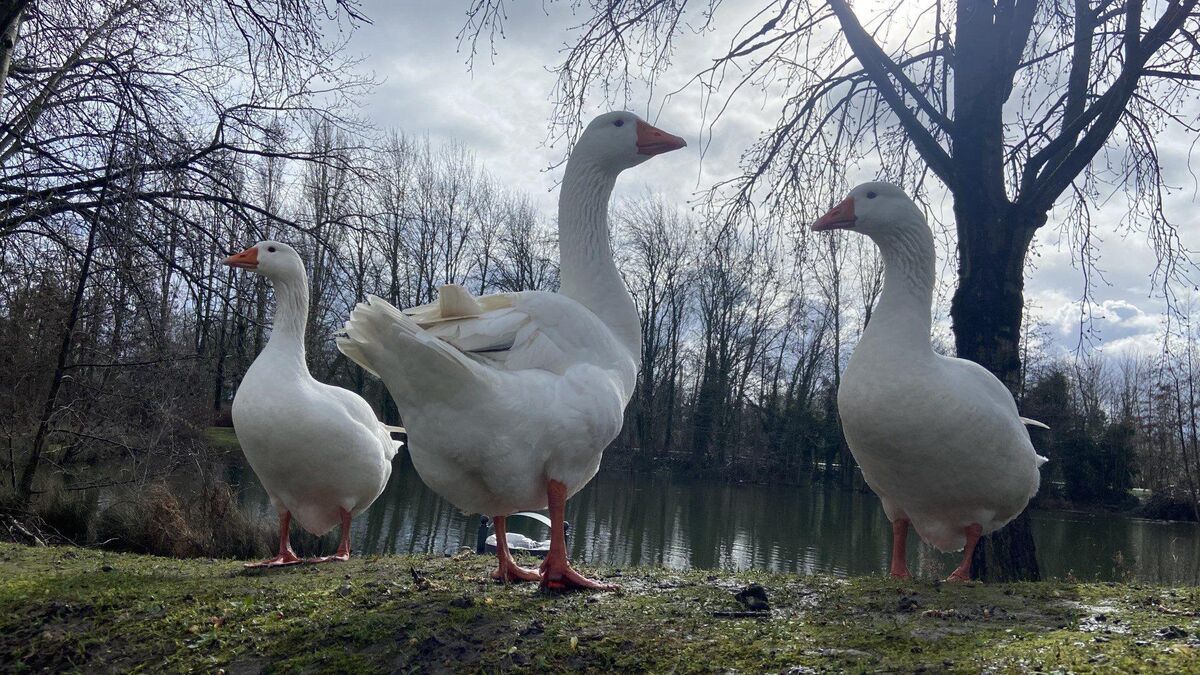 Ofrezca una vida más feliz a nuestro pájaro solitario: adopte un ganso de la estación de agua de Béthune