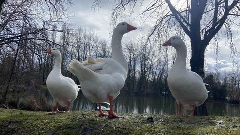 Ofrezca una vida más feliz a nuestro pájaro solitario: adopte un ganso de la estación de agua de Béthune