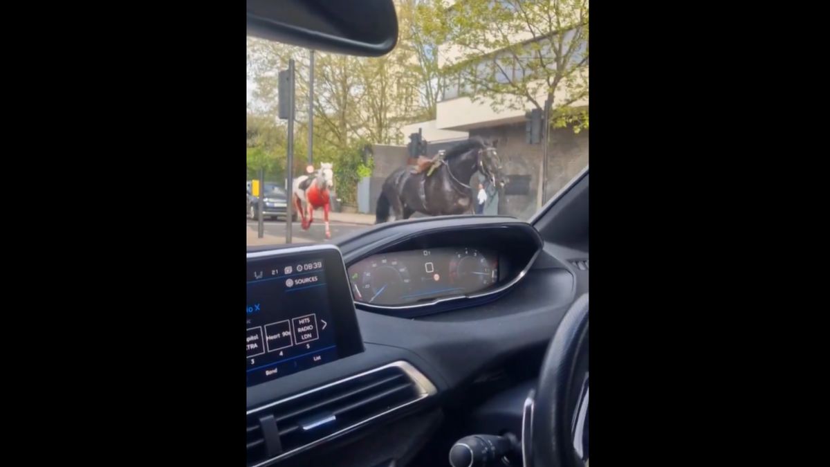 Débandade de deux chevaux militaires à Londres : quatre blessés enregistrés en centre-ville