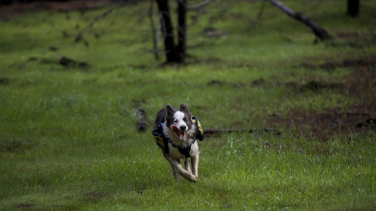 A partir del 15 de abril, multa considerable para quienes dejen a su perro sin correa en el bosque