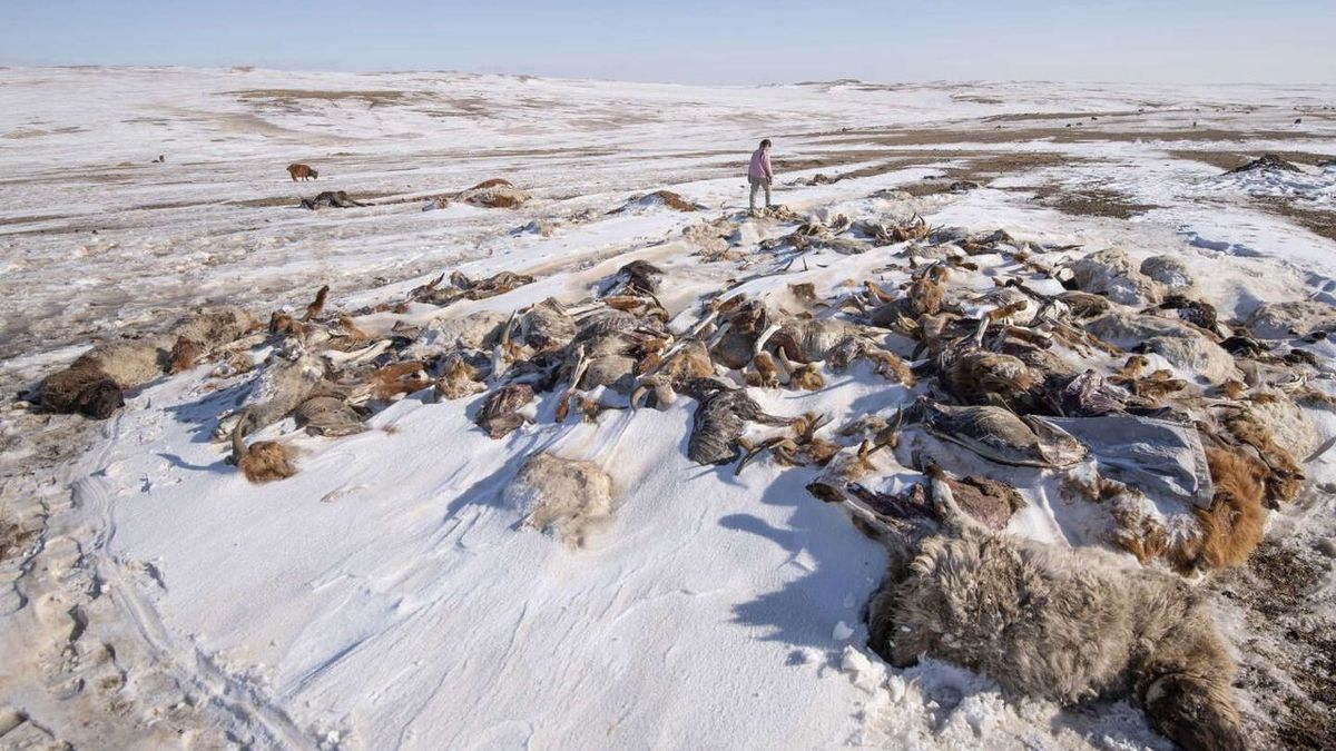 En Mongolie, un hiver mortel décime les troupeaux des nomades