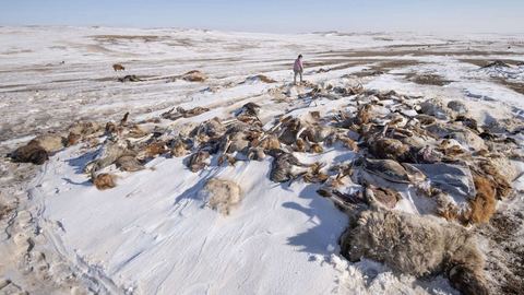 En Mongolia, un invierno mortal diezma los rebaños de nómadas