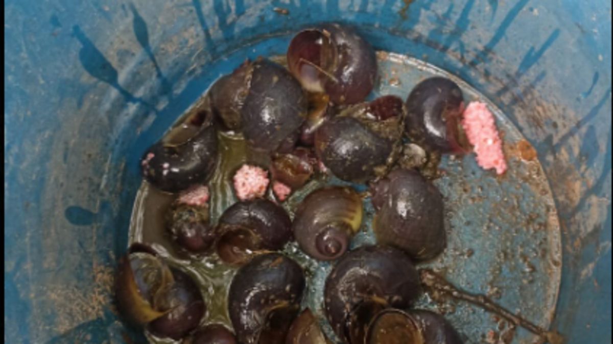 La biodiversité européenne menacée par les œufs roses de l'escargot-pomme