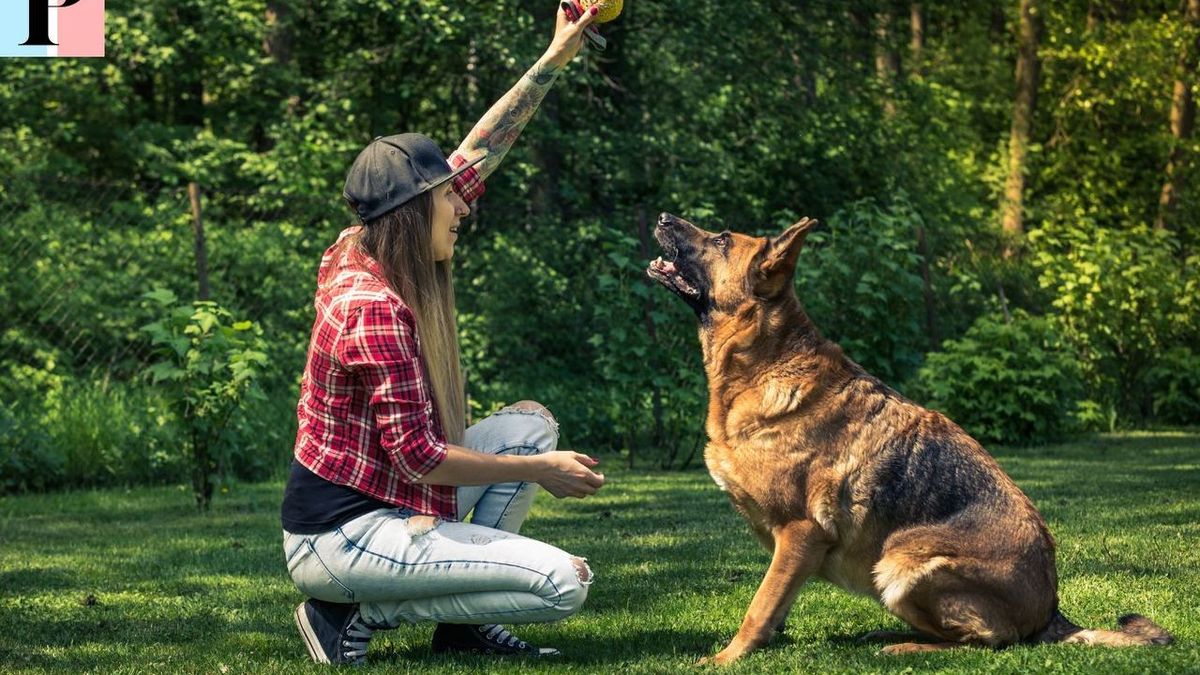 Dog Training Training: Become a Competent, Certified Dog Handler