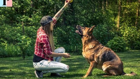 Adiestramiento canino Adiestramiento: conviértase en un adiestrador de perros competente y certificado