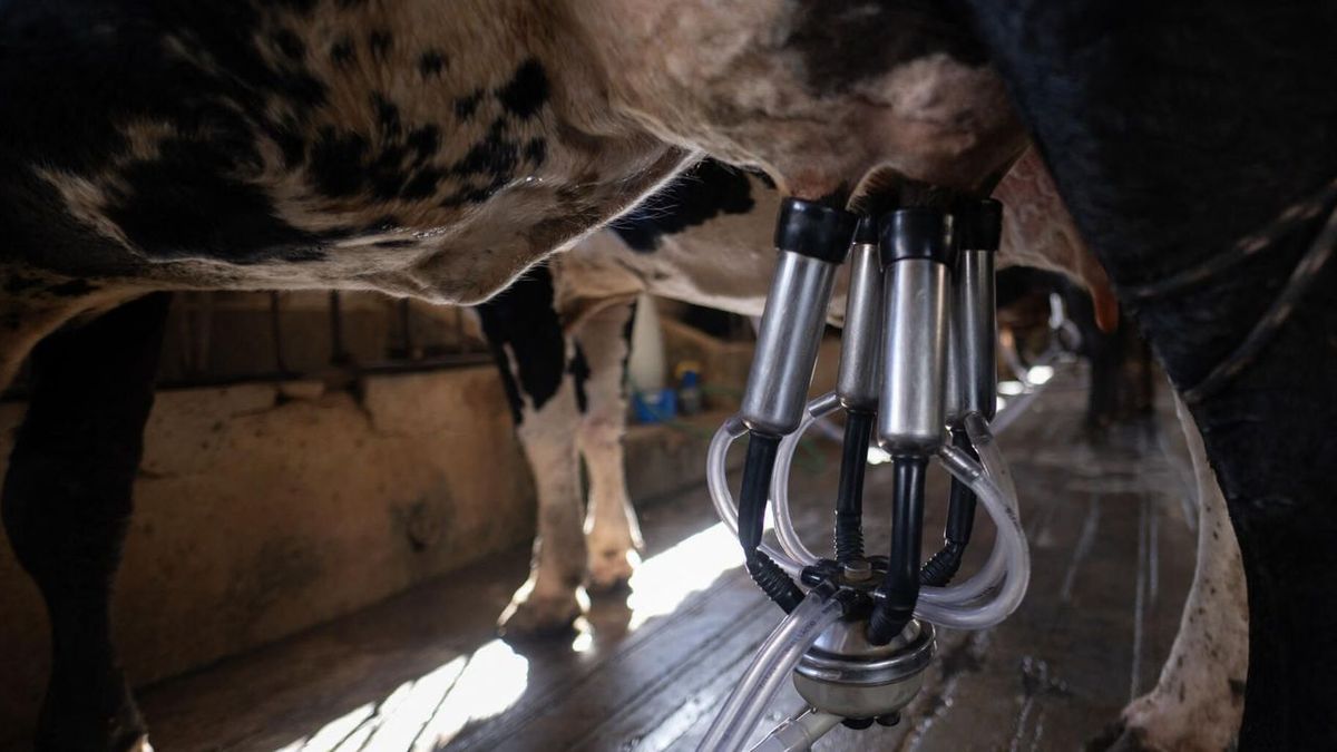 Présence de grippe aviaire dans le lait de vache confirmée, mais la consommation reste sans risque selon les officiels