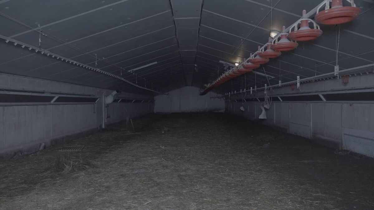 L214 denuncia “condiciones de cría deplorables” en una granja de Mayenne por maltrato animal