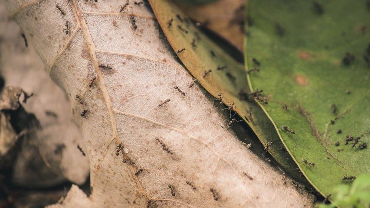 How to open an account on the ANTS platform