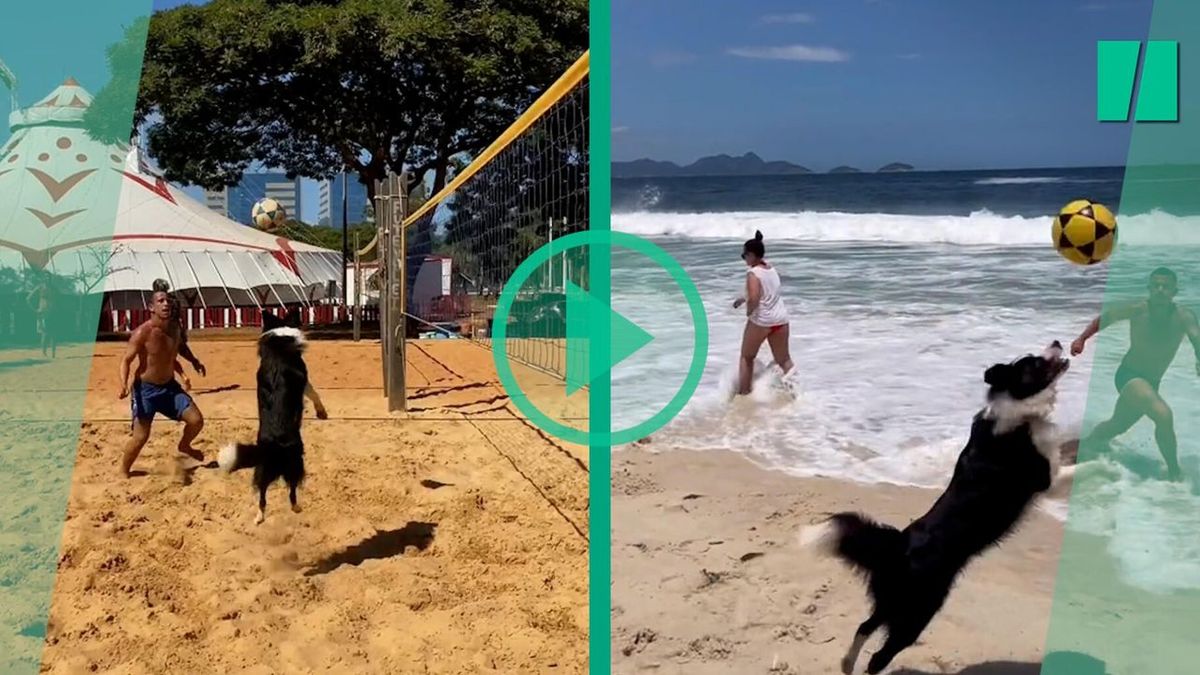 Un Border Collie nommé Floki est la nouvelle sensation du footvolley brésilien sur TikTok