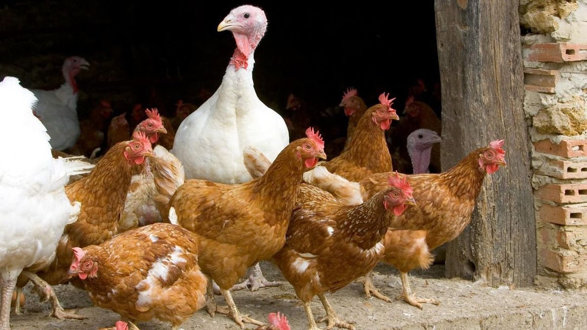 Détection en Normandie d'un cas de grippe aviaire 'hautement dangereuse' malgré un risque jugé 'insignifiant'