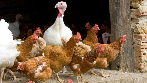Détection en Normandie d'un cas de grippe aviaire 'hautement dangereuse' malgré un risque jugé 'insignifiant'
