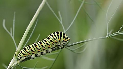 ¿Qué es una empresa CATERPILLAR que cotiza en el DOW JONES?
