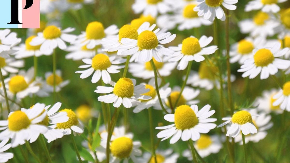 Fleur d'été : Explorer les merveilles estivales pour votre jardin