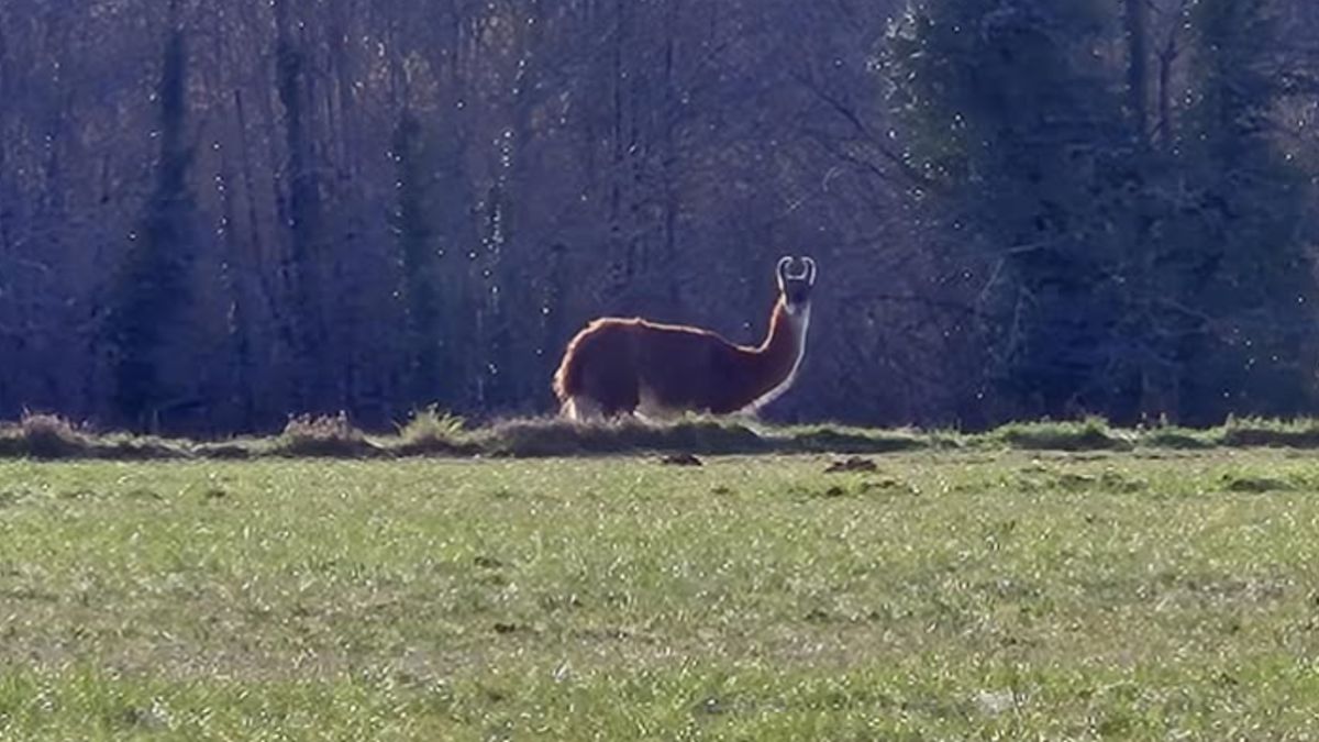 Un édile périgourdin à la recherche du propriétaire d'un lama errant dans sa localité